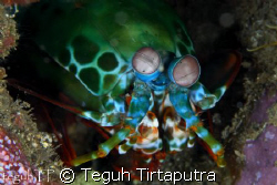 Captured about 15 meter depth. Using Canon 400D with Sea ... by Teguh Tirtaputra 
